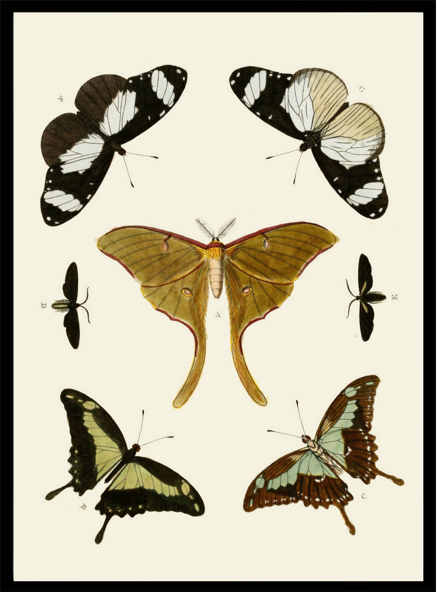 Vlinder illustraties 02 Poster
