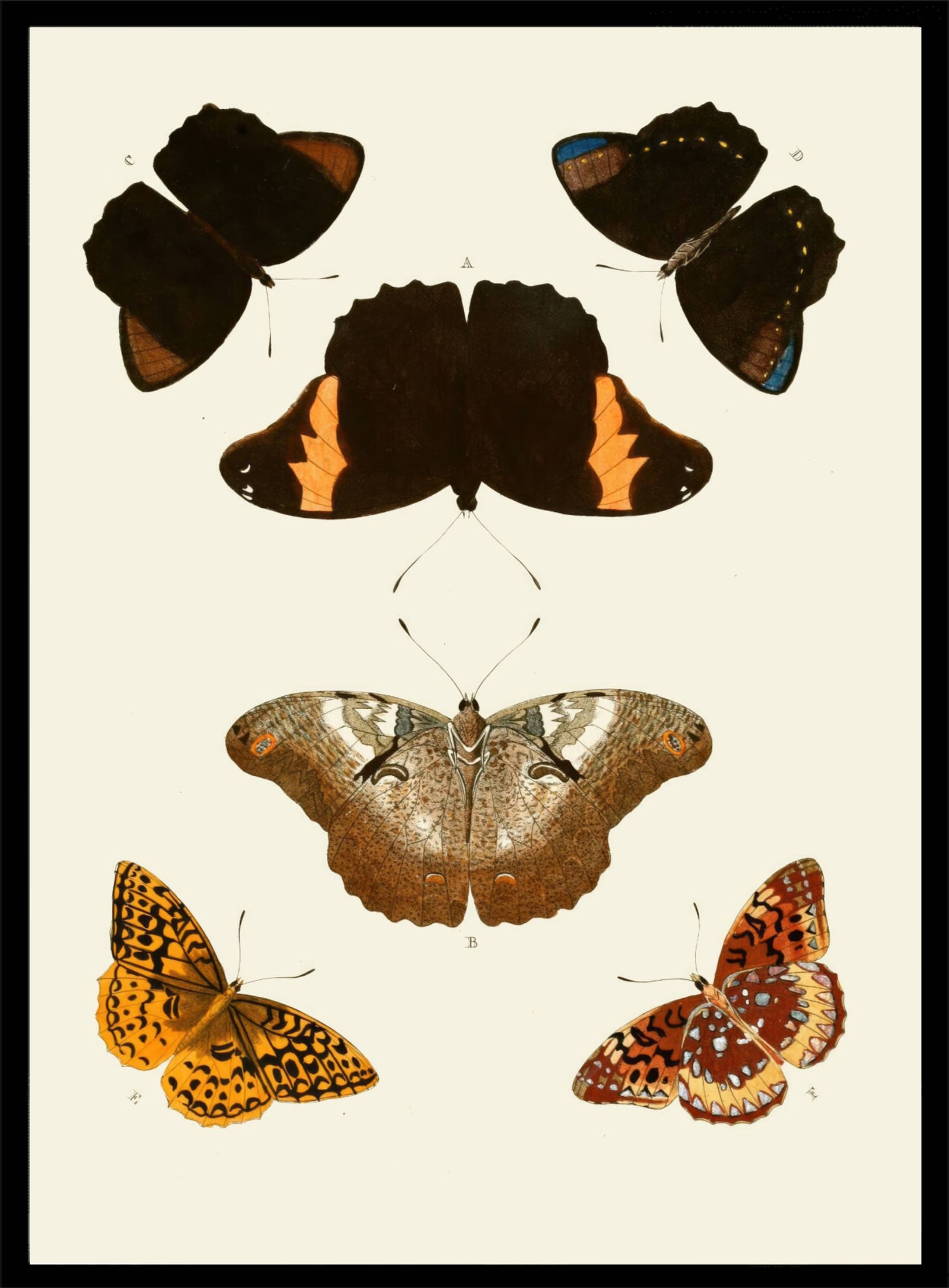 Vlinder illustraties 304 Poster